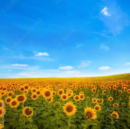 Fototapeta Naklejka Na Ścianę i Meble -   landscape with sunflower