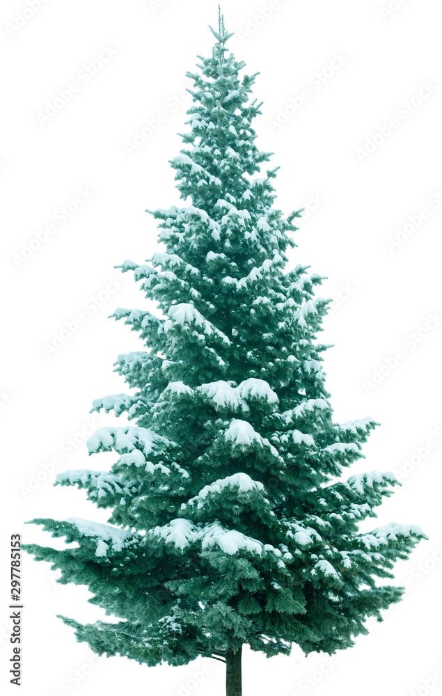 Christmas tree in snow Christmas tree in snow
