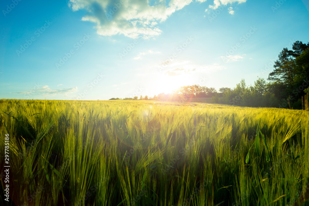 Green meadow under blue sky with clouds Green meadow under blue sky with clouds