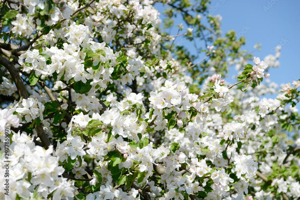 flowering apple blossom in orchard on apple tree in springtime flowering apple blossom in orchard on apple tree in springtime