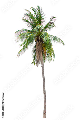 Coconut or palm tree isolated on white background for use in architectural design or more.