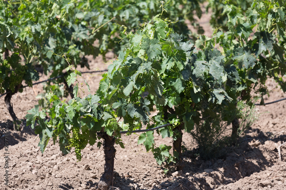 Vines in Rioja