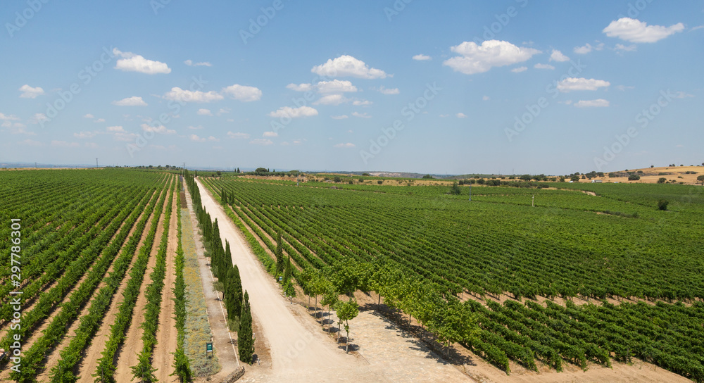 Vineyards in Spain