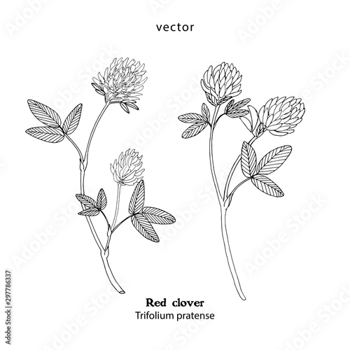 Hand drawn illustration, icon of Red clover plant, Trifolium pratense, for forage, pasture, grazing, fodder.