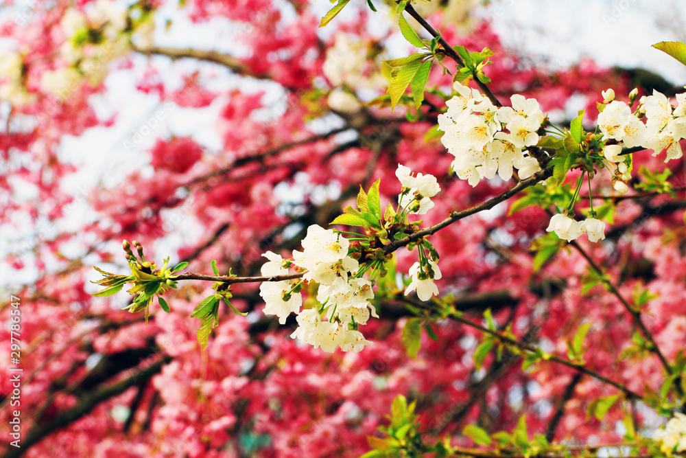 spring cherries flowers spring cherries flowers
