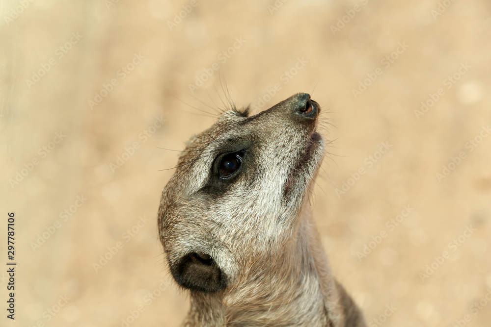 Closeup view of cute meerkat at zoo Closeup view of cute meerkat at zoo