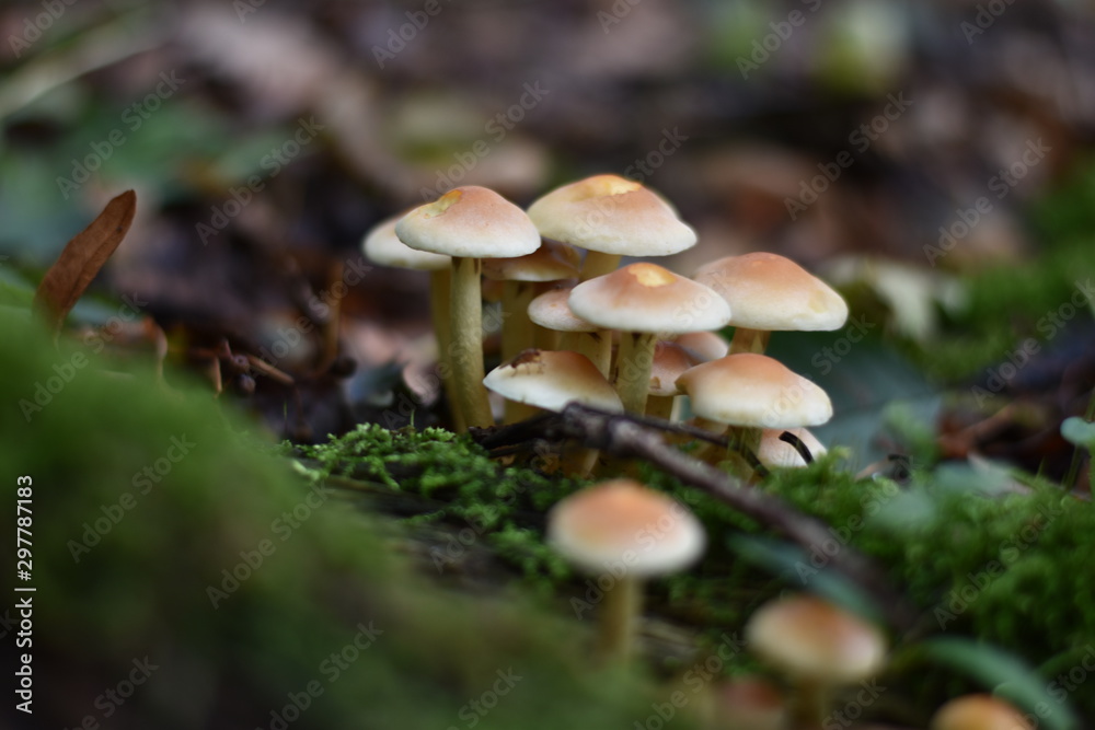 Waldpilze Waldpilze