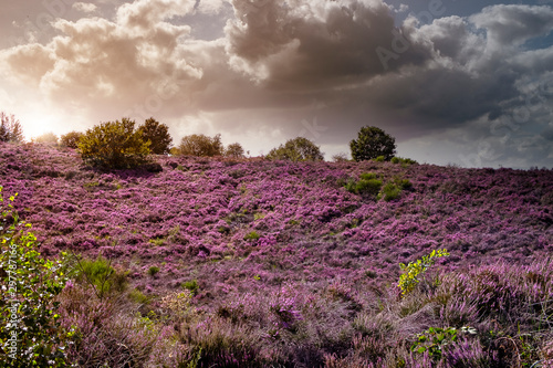 Fototapeta Naklejka Na Ścianę i Meble -  Mechelse Heide in Bloom
