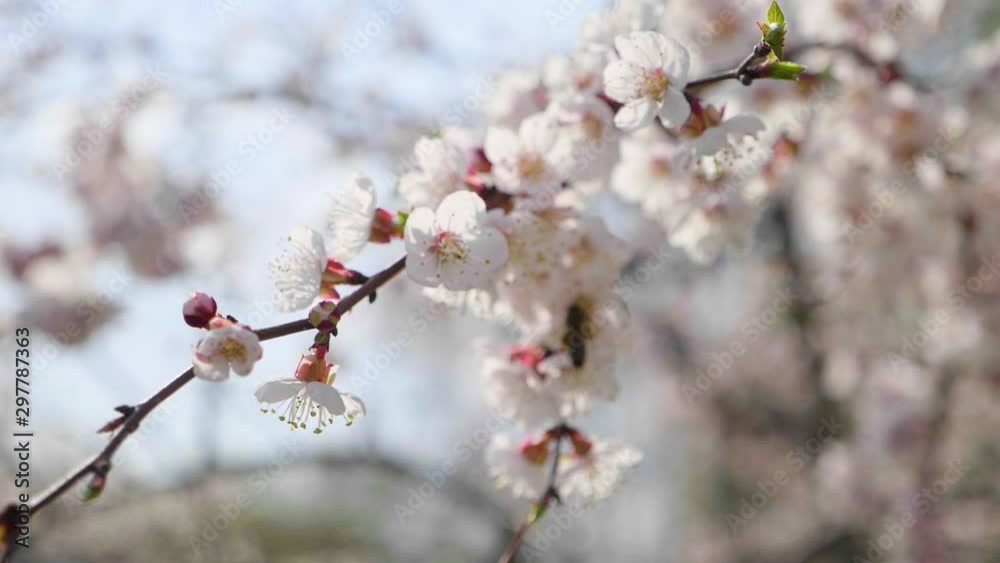Beautiful nature scene with blooming tree and sun flare. Spring flowers in orchard. Inspirational spring flowers and blooming tree blossom. Beautiful nature scene with blooming tree and sun flare. Spring flowers in orchard. Inspirational spring flowers and blooming tree blossom.