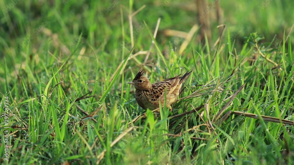 Obraz premium oriental skylark (alauda gulgula) in a grassland, countryside of west bengal in india. oriental skylark also known as small skylark