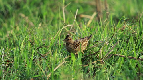 oriental skylark  alauda gulgula  in a grassland  countryside of west bengal in india. oriental skylark also known as small skylark