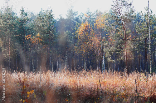 Forest in autumn season. Colorful foliage on trees lit by morning sunlight. Natural nature forest landscape in autumn warm sunlight day