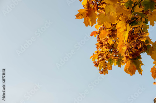  Yellow Leaves Autumn Kiev Ukraine