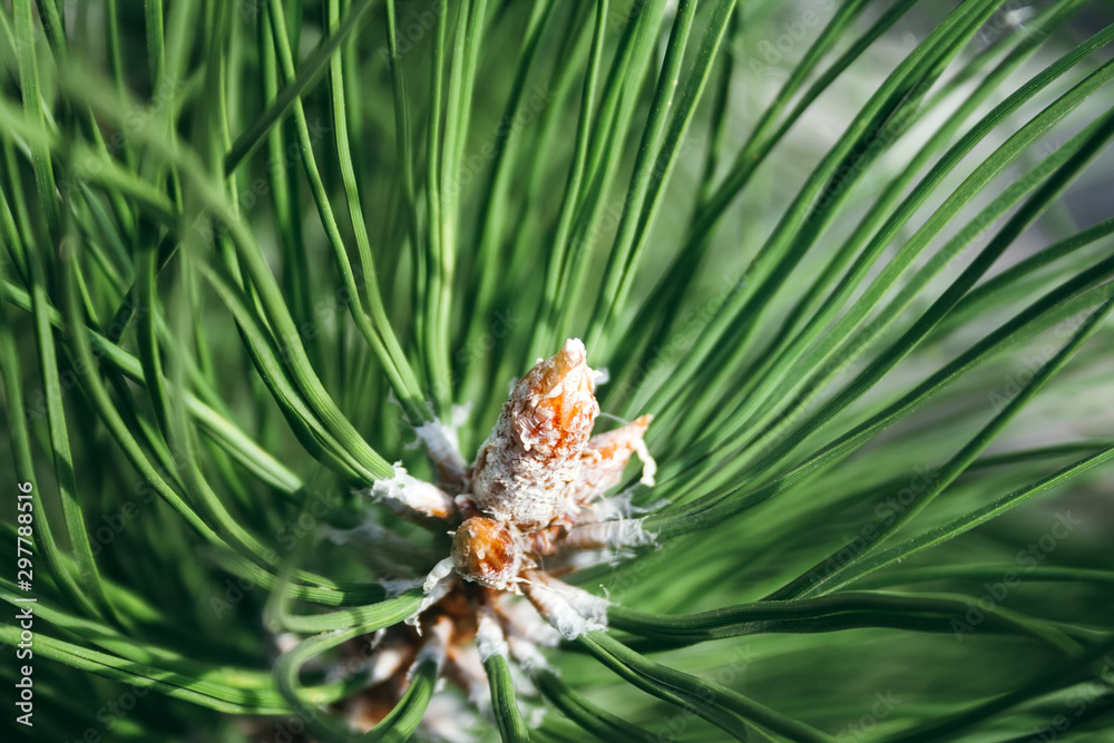 Closeup view of pine buds among green needles. Macro of beautiful branches of an evergreen tree on a majestic winter day. Selective focus Closeup view of pine buds among green needles. Macro of beautiful branches of an evergreen tree on a majestic winter day. Selective focus