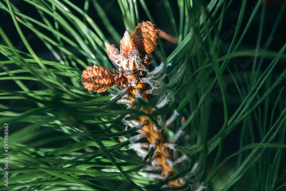 Closeup view of pine buds and a small cones among green needles. Macro of beautiful branches of an evergreen tree on a majestic winter day. Selective focus Closeup view of pine buds and a small cones among green needles. Macro of beautiful branches of an evergreen tree on a majestic winter day. Selective focus