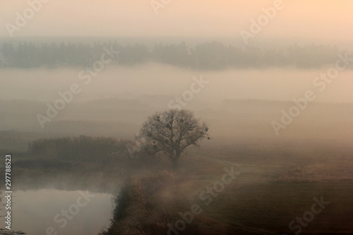 Lone tree in a morning mist