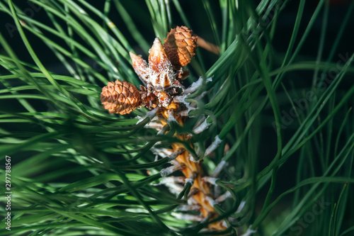 Closeup view of pine buds and a small cones among green needles. Macro of beautiful branches of an evergreen tree on a majestic winter day. Selective focus