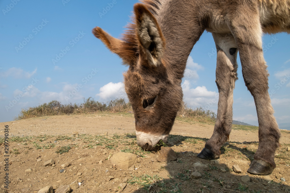 Fototapeta premium donkey in the mountains