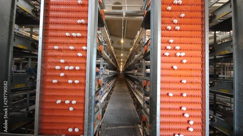 eggs getting transported by the metal conveyor mechanism photo