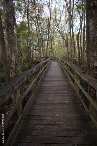 Boardwalk at Manatee Springs State Park  Chiefland  Florida