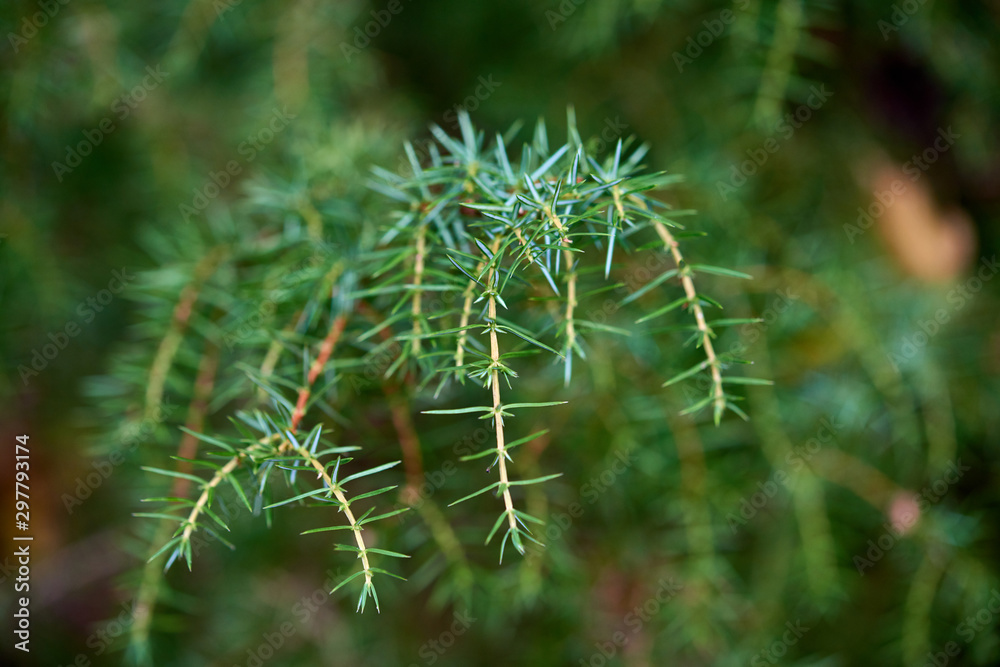 Twig of green juniper