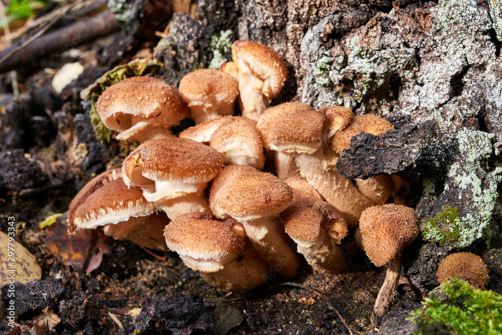 Autumn mushrooms grow on a tree stump. Autumn mushrooms grow on a tree stump.