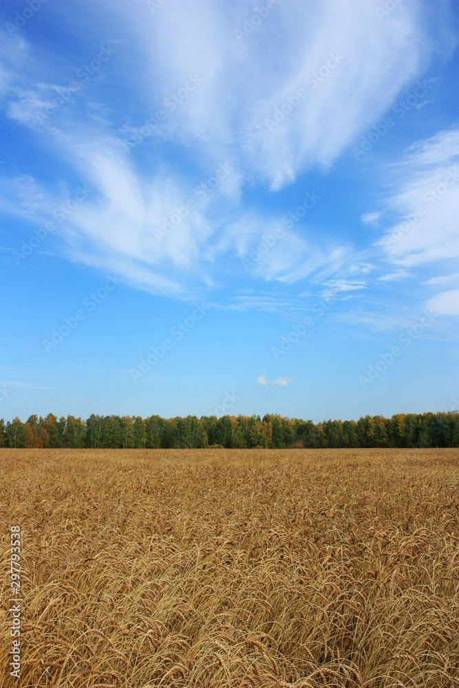Fototapeta premium Field of golden ears of wheat
