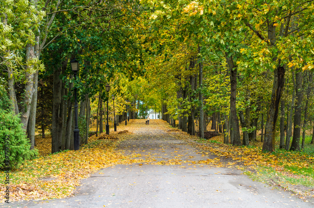 Fototapeta premium Beautiful autumn in a city park. Colorful aisle with maple trees with green and yellow leaves and human figure with a dog. Beautiful nature scene at fall season. Autumn park in Belarus