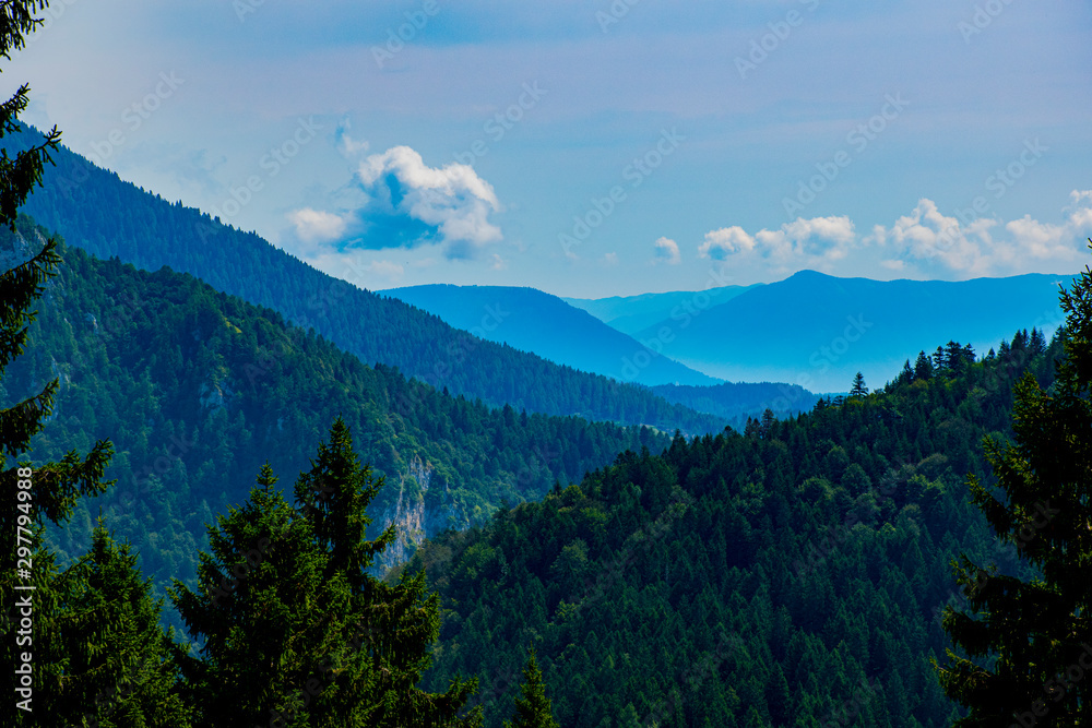 Fototapeta premium Trees and valley in Lagorai