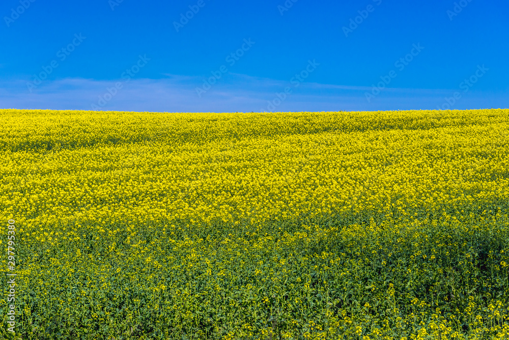 Yellow rapseed field in West Pomerania region of Poland