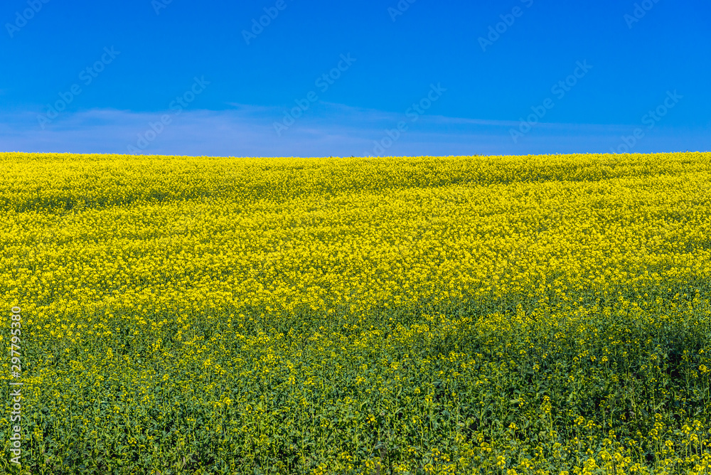 Yellow rapseed field in West Pomerania region of Poland Yellow rapseed field in West Pomerania region of Poland
