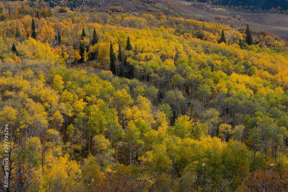 Autumn aspen trees along Battle Pass Scenic Byway in Wyoming