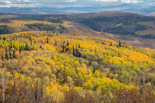 Autumn aspen trees along Battle Pass Scenic Byway in Wyoming