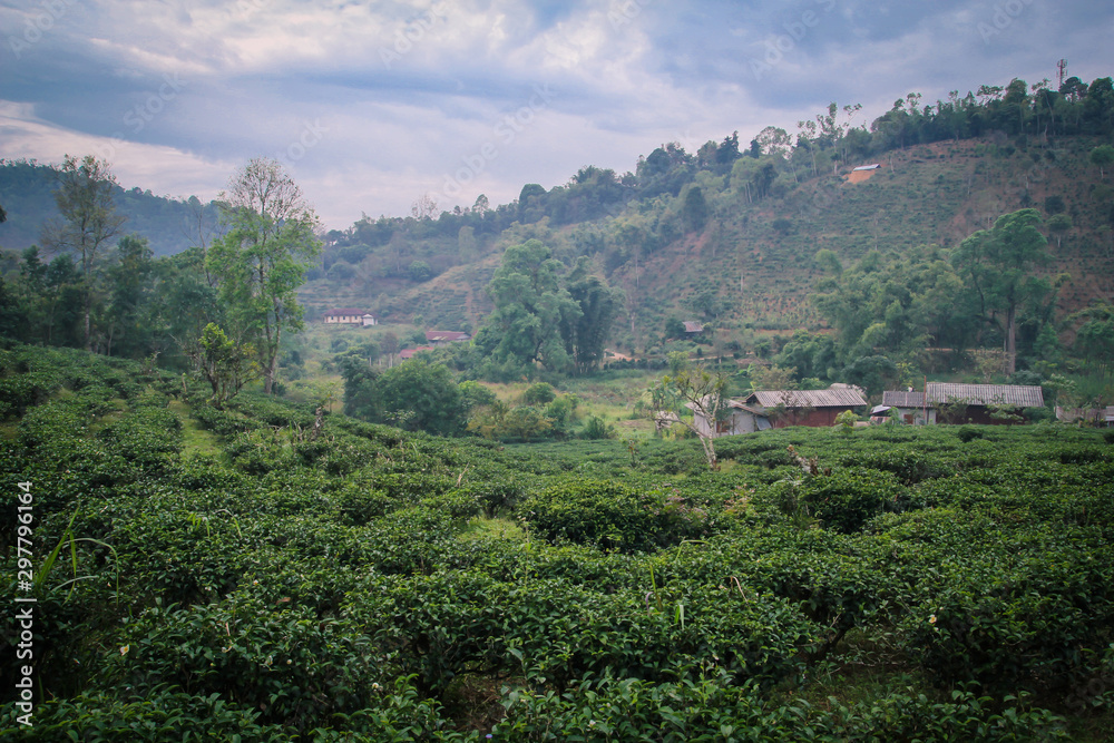 Large tea plantations, Locations, Mae Hong Son province in Thailand Large tea plantations, Locations, Mae Hong Son province in Thailand