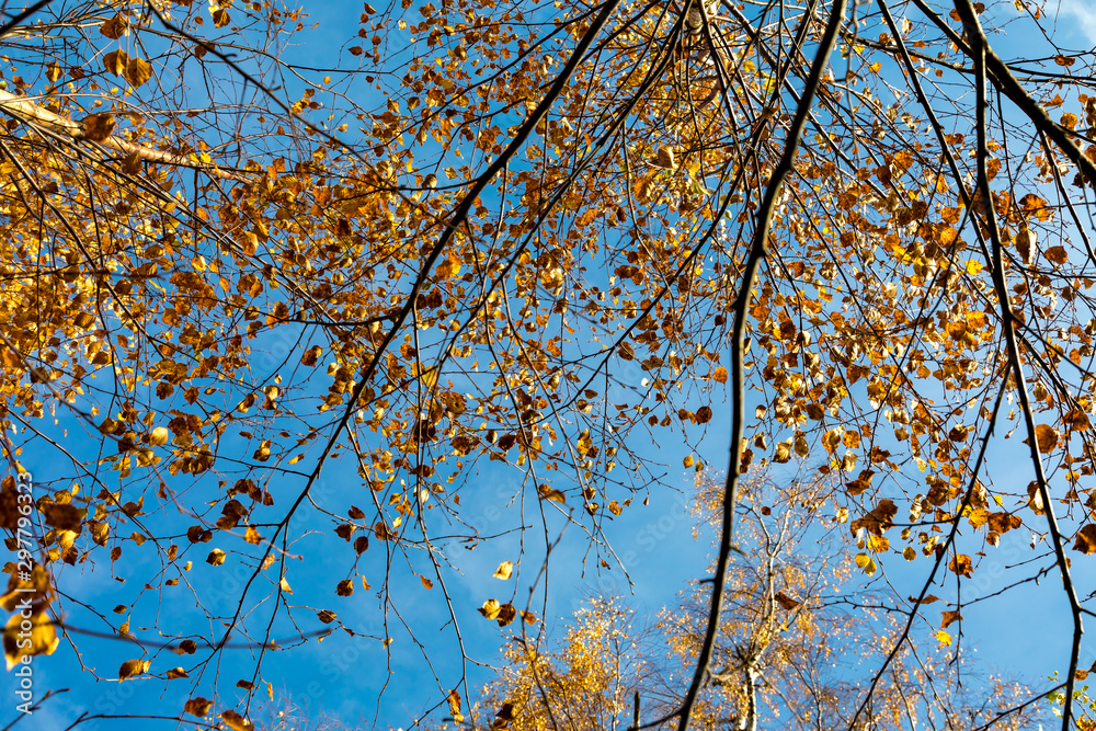 Autumn colours in forest in Latvia, Latgale Autumn colours in forest in Latvia, Latgale