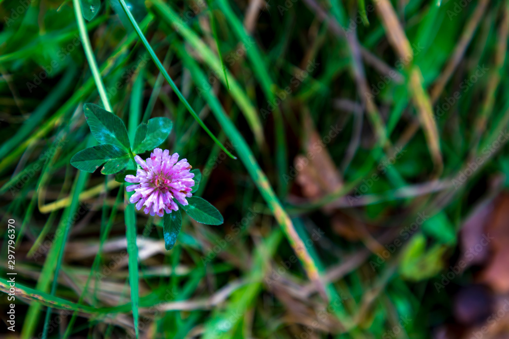 Autumn colours in forest in Latvia, Latgale