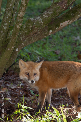 Red Fox, Vulpes vulpes, in the forest. © Tsado