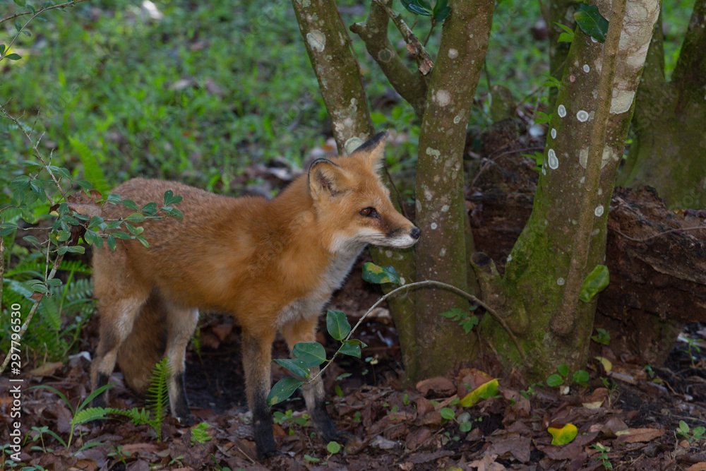 Red Fox, Vulpes vulpes, in the forest.