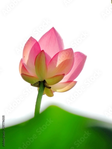 Fresh pink and white gradient color of lotus flower with green leaves blossom in the morning in a lake. Closeup of lotus with green leaves background.