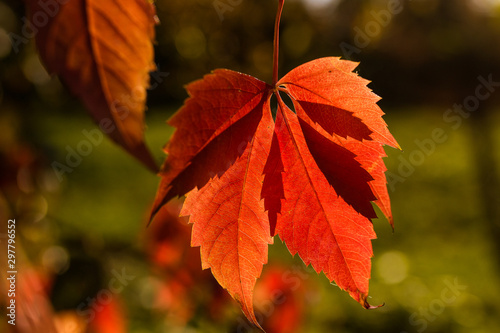 Red leaves of the wild vine in the sunlight.