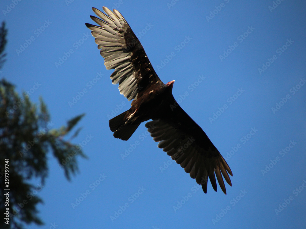 Fototapeta premium Aves de rapina