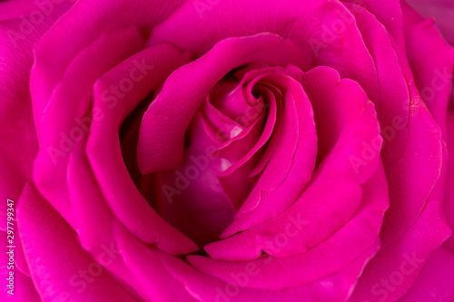 Soft floral dark pink abstract background. Macro flower. Pink rose.