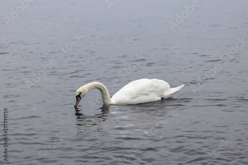 Fototapeta Naklejka Na Ścianę i Meble -  Swans in the sea Rügen, Germany