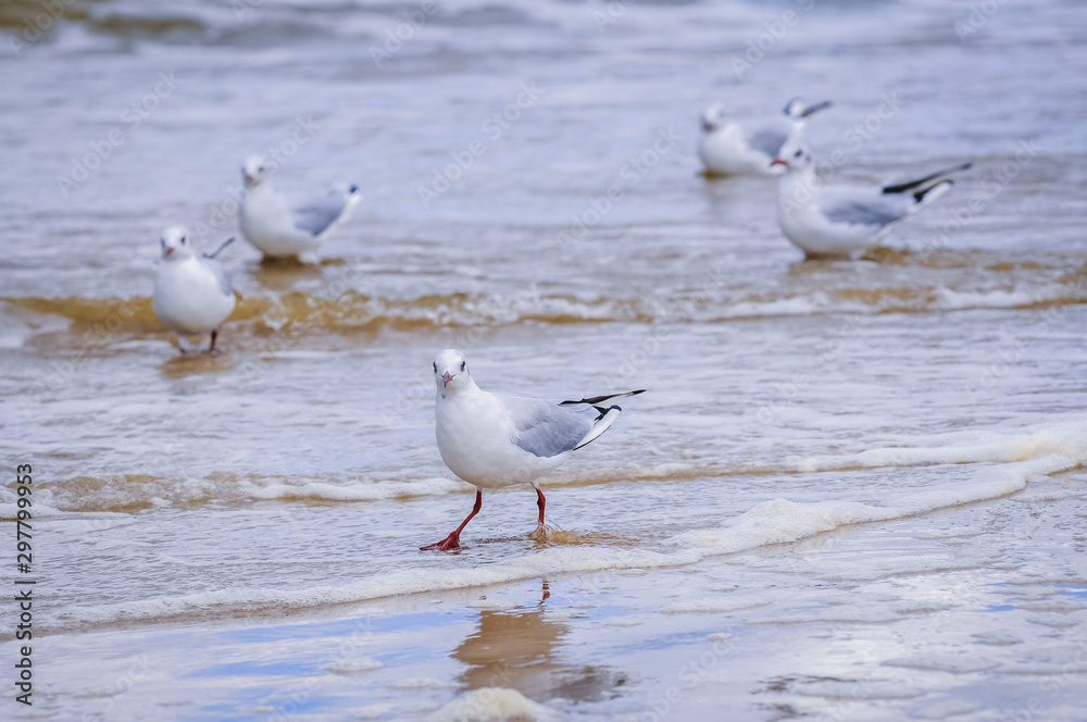 Seagulls on a Baltic Sea beach in Swinoujscie town, West Pomerania region of Poland