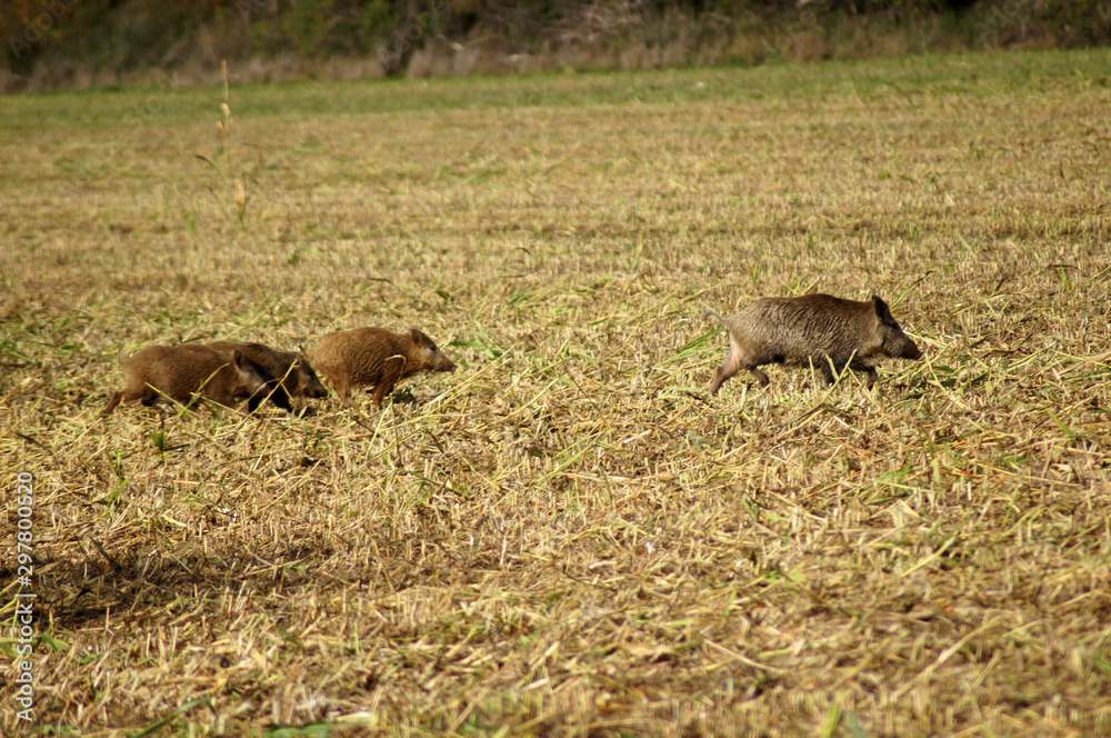 Wildschweinrudel rennt über das Feld Wildschweinrudel rennt über das Feld