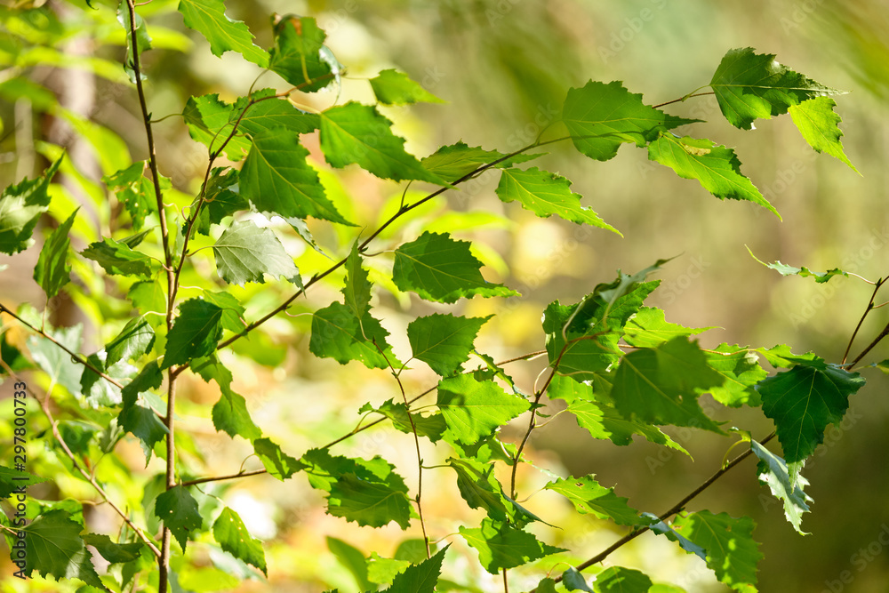 Beautiful green natural scene with bright green leaves on a sunny late summer day in Germany Beautiful green natural scene with bright green leaves on a sunny late summer day in Germany