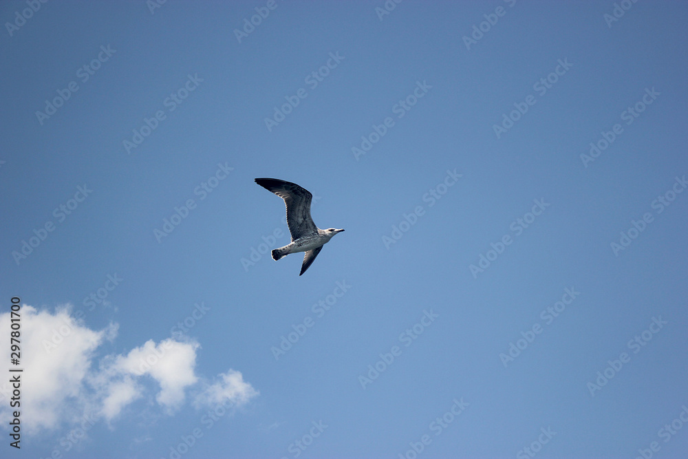 A seagull flying with wings against blue sky bottom view A seagull flying with wings against blue sky bottom view