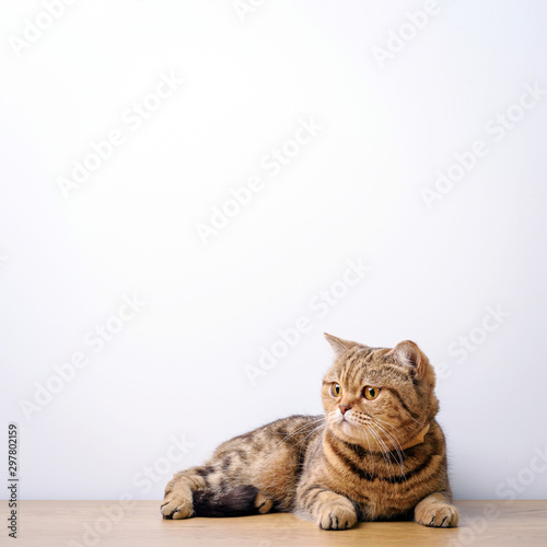 Bengal cat with space for advertizing and text