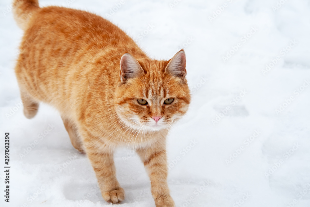 Ginger tabby cat walking in the snow near the frozen river Ginger tabby cat walking in the snow near the frozen river