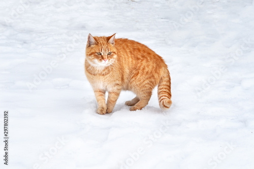 Ginger tabby cat standing on the snow